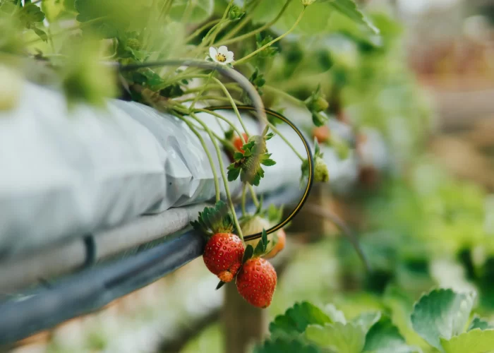 aquaponics:-an-answer-to-food-security,-sustainable-agriculture