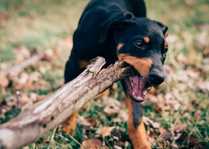 nmb-warns-of-rabies-outbreak-as-boy-dies-from-dog-bite